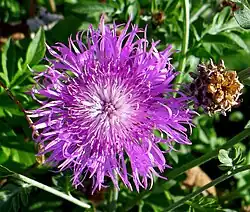 Centaurée blanchâtre - Centaurea dealbata