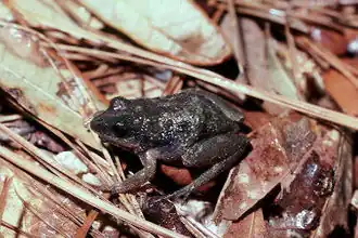 Description de l'image Pseudacris nigrita01.jpg.