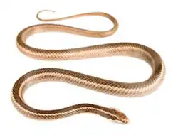 Description de l'image Pseudalsophis hoodensis.png.