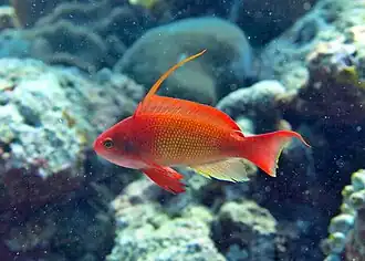 Un barbier rouge (Pseudanthias squamipinnis)
