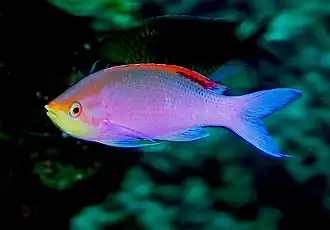 Description de l'image Pseudanthias_tuka.jpg.