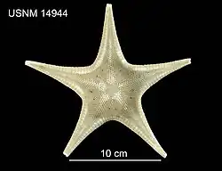 Pseudarchaster gracilis