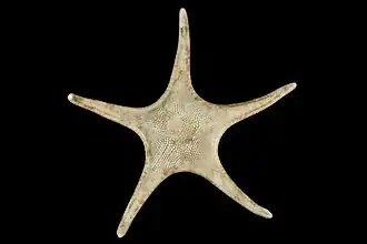 Pseudarchaster parelii