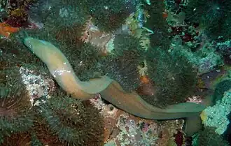 Pseudechidna brummeri