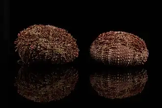 Pseudechinus flemingi.