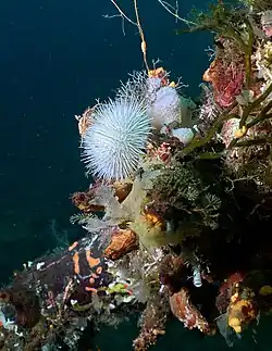 Pseudechinus huttoni.