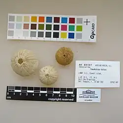 Pseudechinus huttoni.