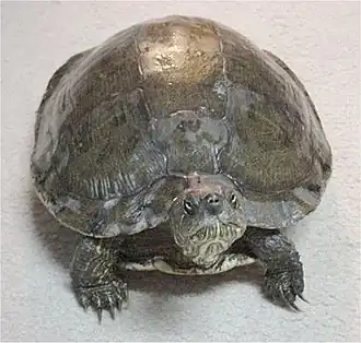 Description de l'image Pseudemys texana.jpg.