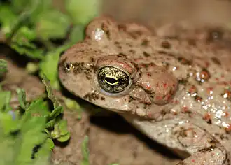 Description de l'image Pseudepidalea luristanica.jpeg.