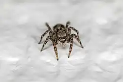 Macro photographie d'une Pseudeuophrys lanigera