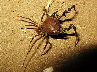Description de l'image Pseudo-araña nocturna (opilion).jpg.