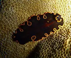 Pseudobiceros gloriosus