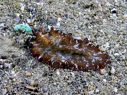 Pseudobiceros non identifié