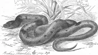 Description de l'image Pseudoboa coronata - 1700-1880 - Print - Iconographia Zoologica - Special Collections University of Amsterdam - UBA01 IZ11900159.png.