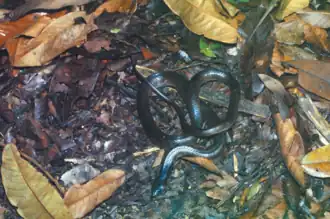 Description de l'image Pseudoboa nigra.png.