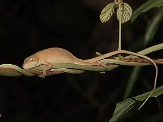 Description de l'image Pseudocalotes microlepis 60487018.jpg.