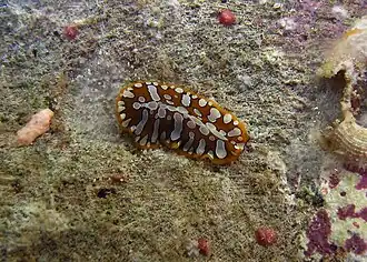 Pseudoceros cf. scintillatus