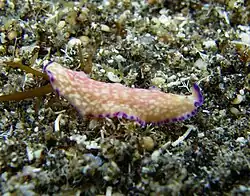 Un plathelminthe Pseudoceros indicus?