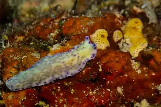 Description de cette image, également commentée ci-après