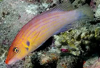 Pseudocheilinus octotaenia