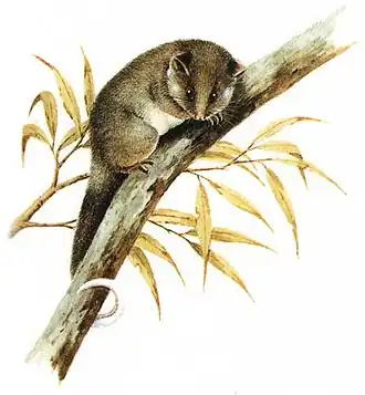 Description de l'image Pseudocheirus peregrinus-Cayley.jpg.