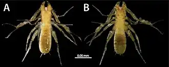 Description de l'image Pseudochthonius ramalho (10.3897-subtbiol.40.77451) Figure 4.jpg.