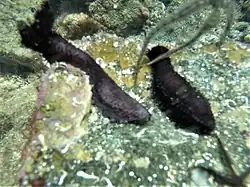 Pseudocnus californicus.