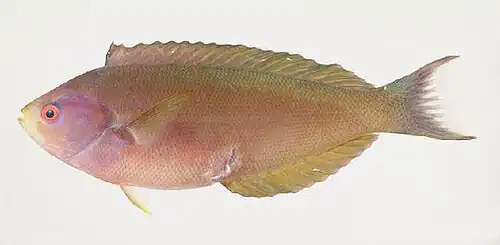 Pseudocoris aurantiofasciata