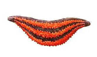 Mensamaria intercedens