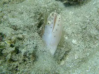 Description de l'image Pseudoechidna brummeri.jpg.