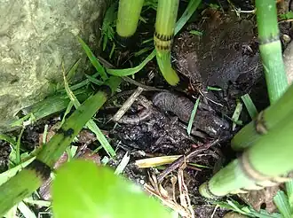 Description de l'image Pseudoeurycea leprosa en vida libre.jpg.