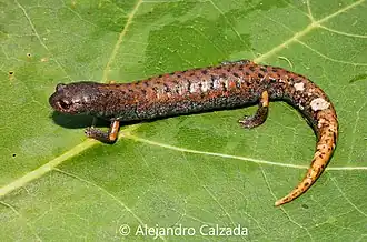 Description de l'image Pseudoeurycea mystax 42776147.jpg.