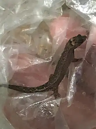 Description de l'image Pseudogonatodes guianensis 146939126.jpg.