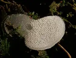 Aiguillons (Lituanie)