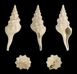 Pseudolatirus bilineatus.