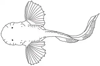 Description de l'image Pseudoliparis amblystomopsis 2.jpg.