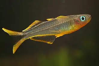 Description de l'image Pseudomugil furcatus m Aquarium DG.jpg.