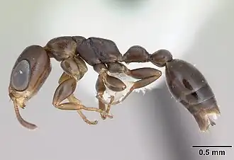 Description de l'image Pseudomyrmex acanthobius casent0173746 profile 1.jpg.