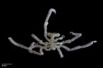 Pseudopallene reflexa.