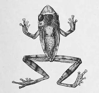 Description de l'image Pseudophilautus_annandalii.jpg.