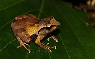 Description de l'image Pseudophilautus caeruleus.jpg.