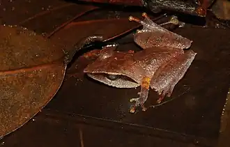 Description de l'image Pseudophilautus cuspis.jpg.