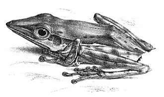 Description de l'image Pseudophilautus nasutus (Günther).jpg.