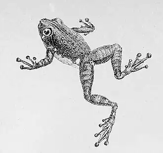 Description de l'image Pseudophilautus sarasinorum.jpg.