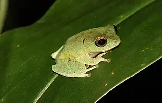 Description de l'image Pseudophilautus_viridis.jpg.