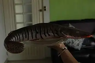 Description de l'image Pseudoplatystoma orinocoense 51088408.jpg.