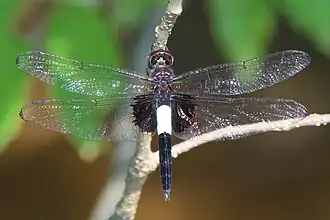 Description de cette image, également commentée ci-après