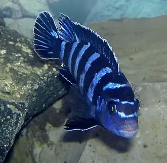 Pseudotropheus demasoni