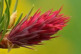 Cône femelle en floraison.