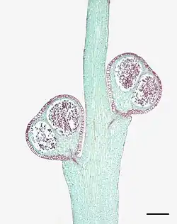 Photomicrographie d'une coupe longitudinale de tige et sporanges de Psiltum nudum (échelle : 1,0&nbsp;mm)